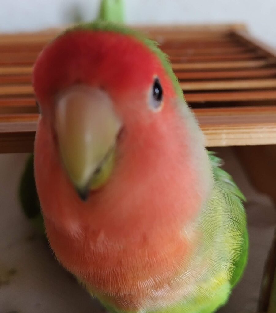 わさび
