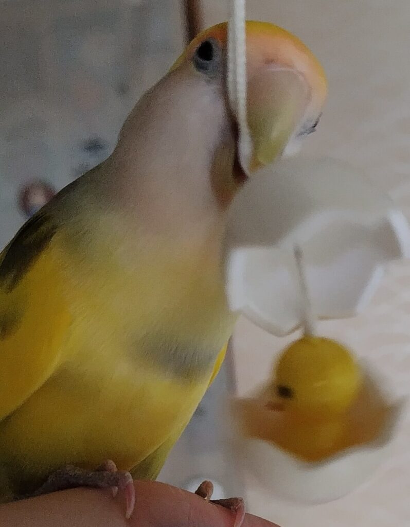 よもぎ