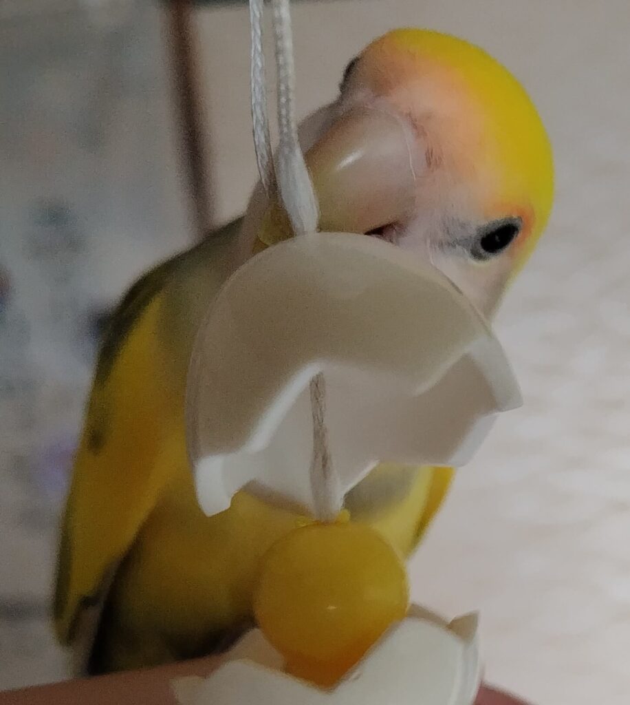 よもぎ
