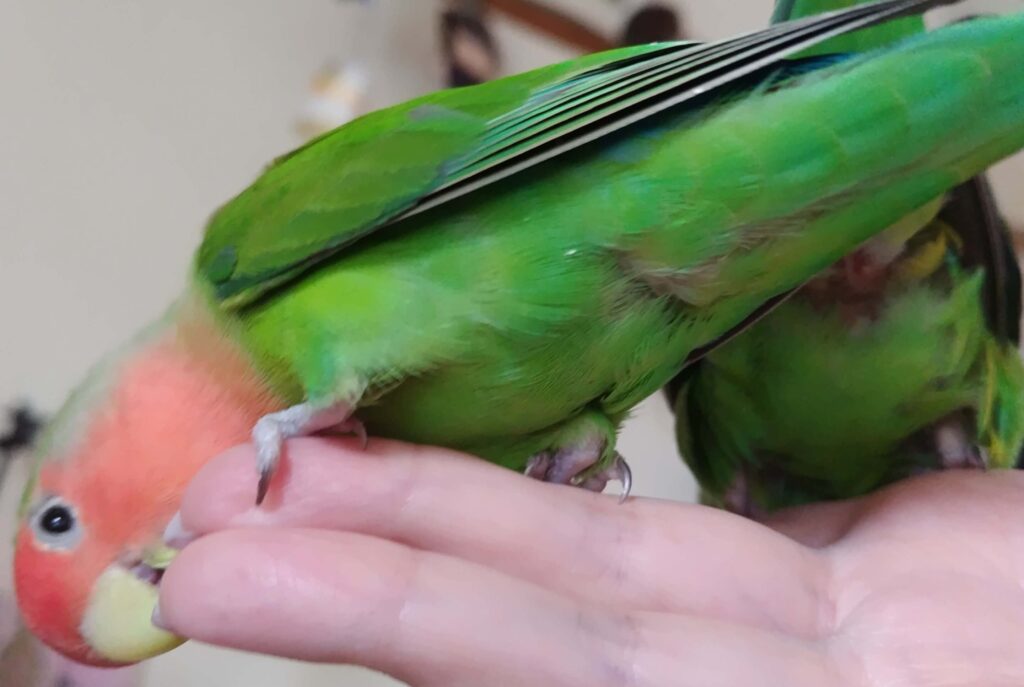 すだち