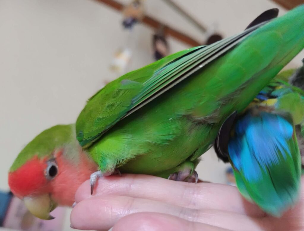 すだち