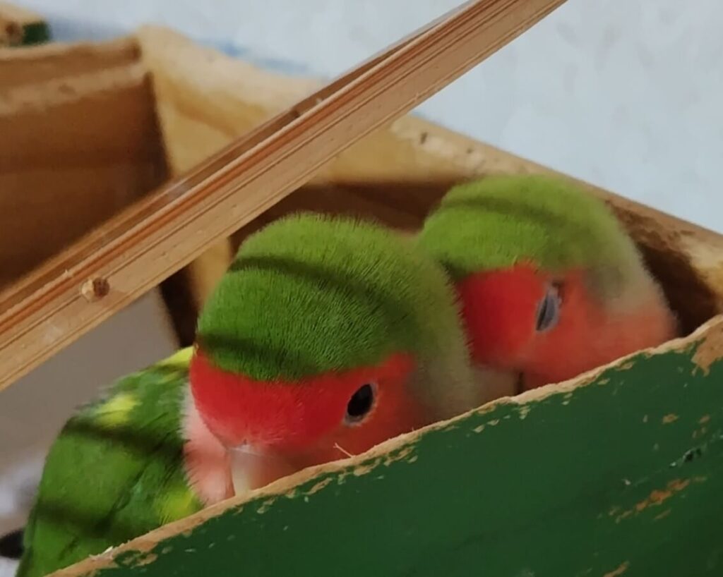 わさびとすだち