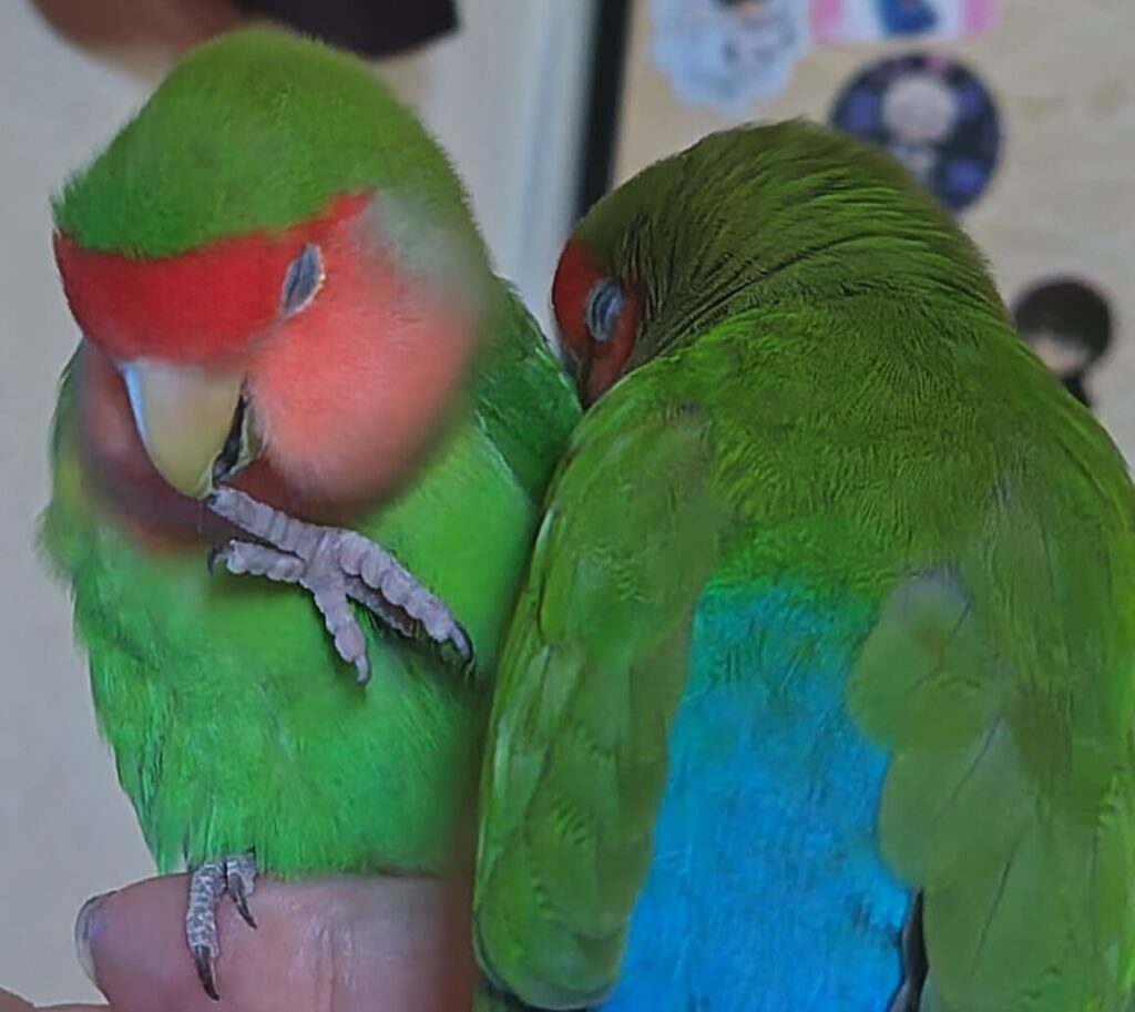 すだちとわさび