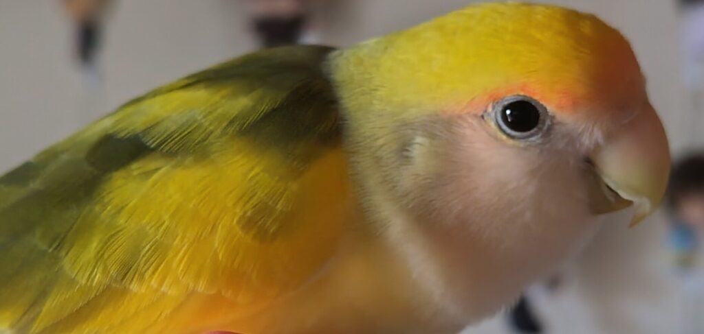 よもぎ