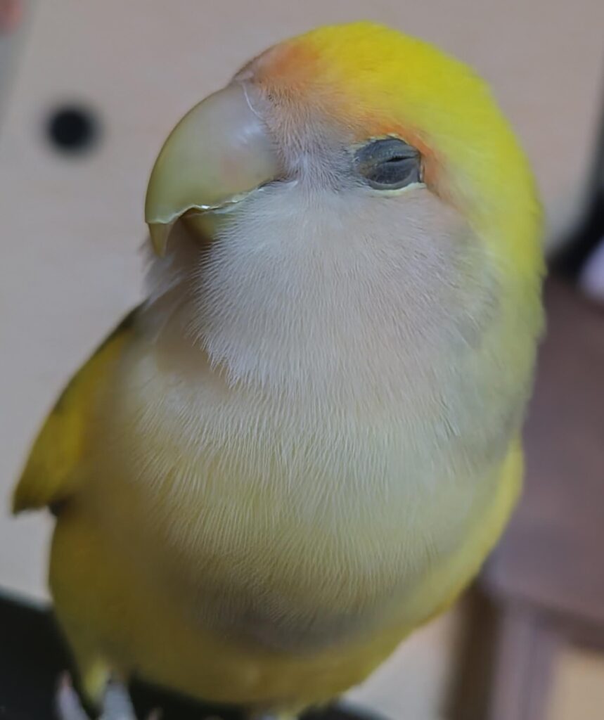 よもぎ