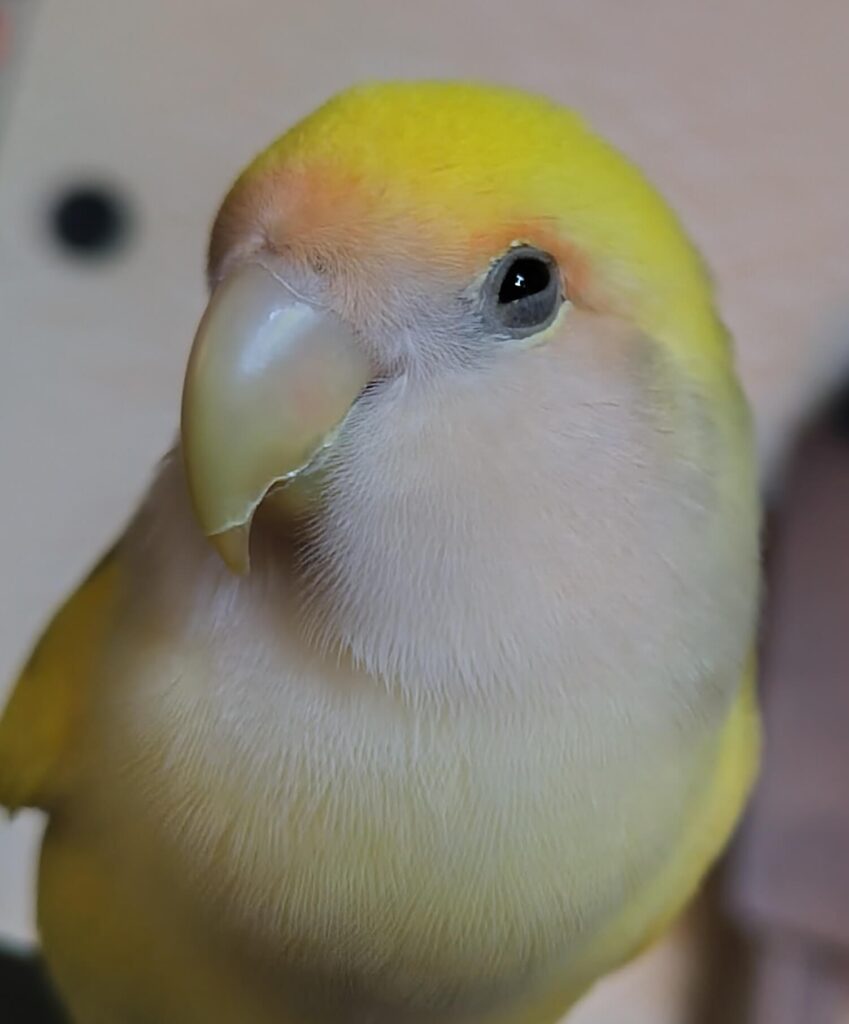 よもぎ