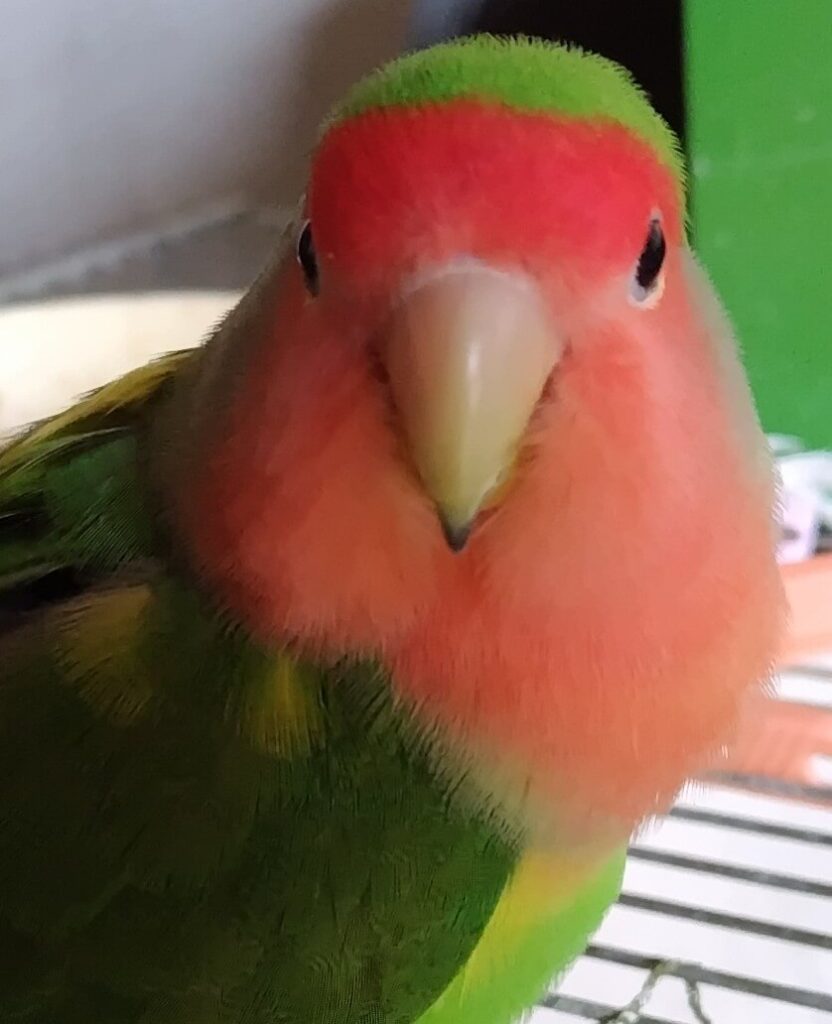 わさび