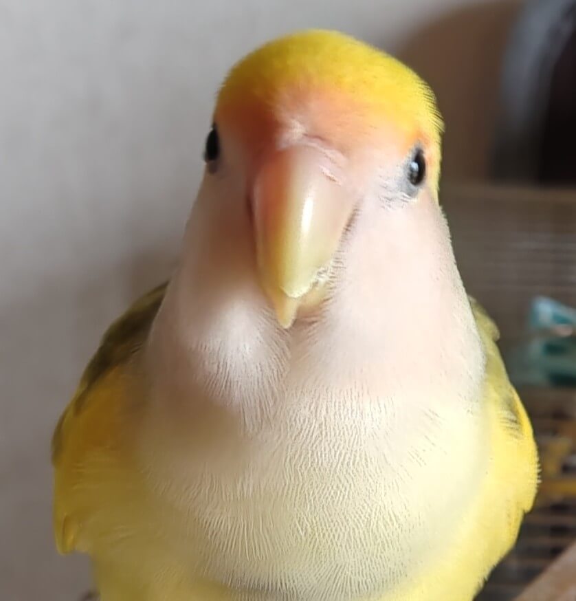 よもぎ