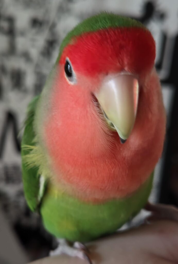 わさび
