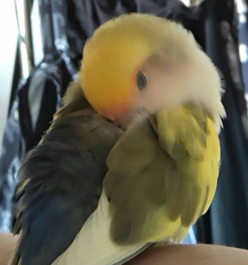 よもぎ