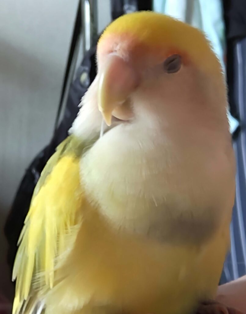 よもぎ