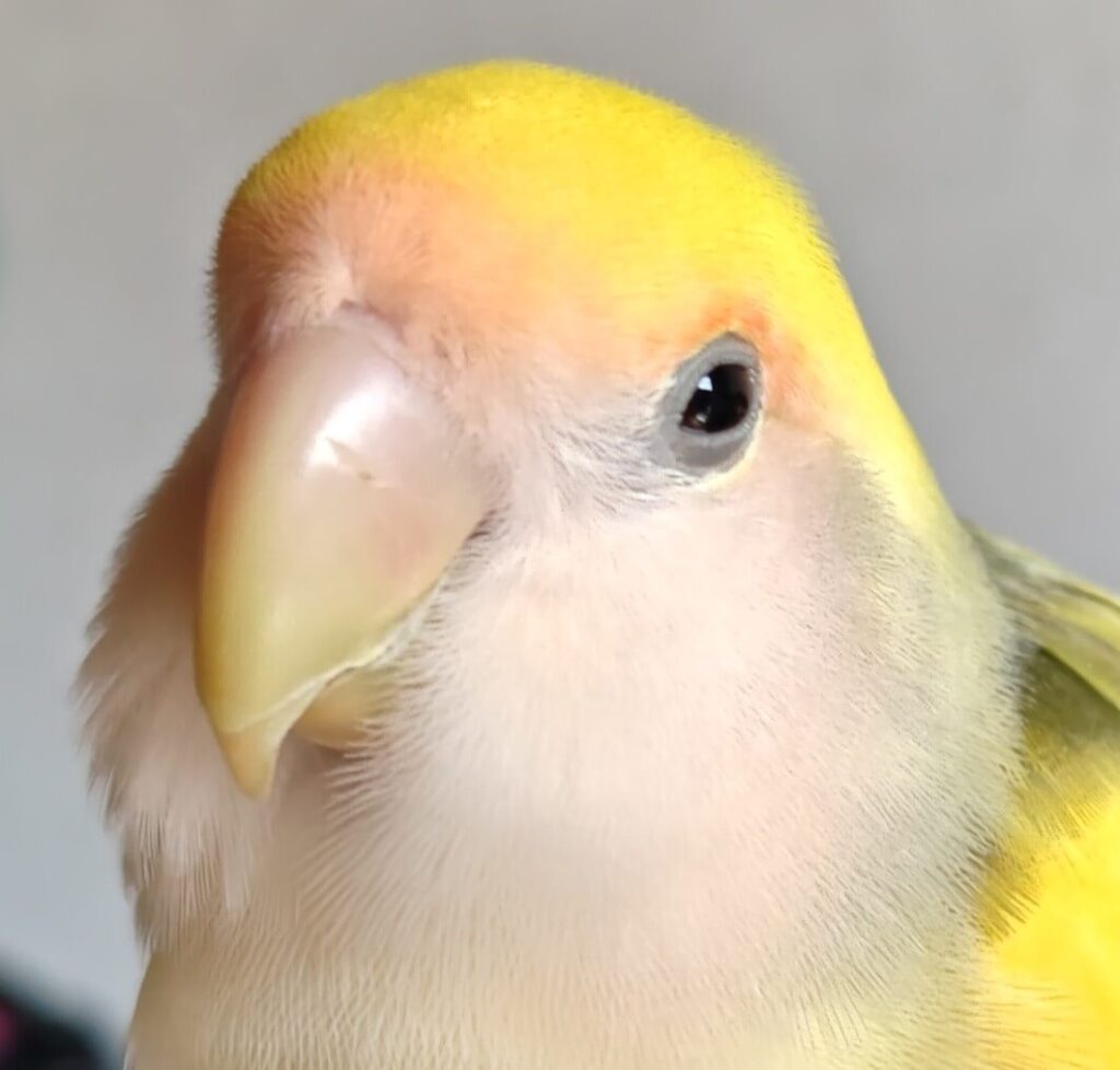 よもぎ