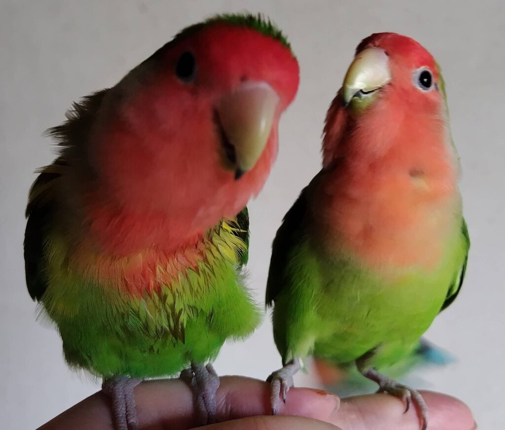 すだちとわさび