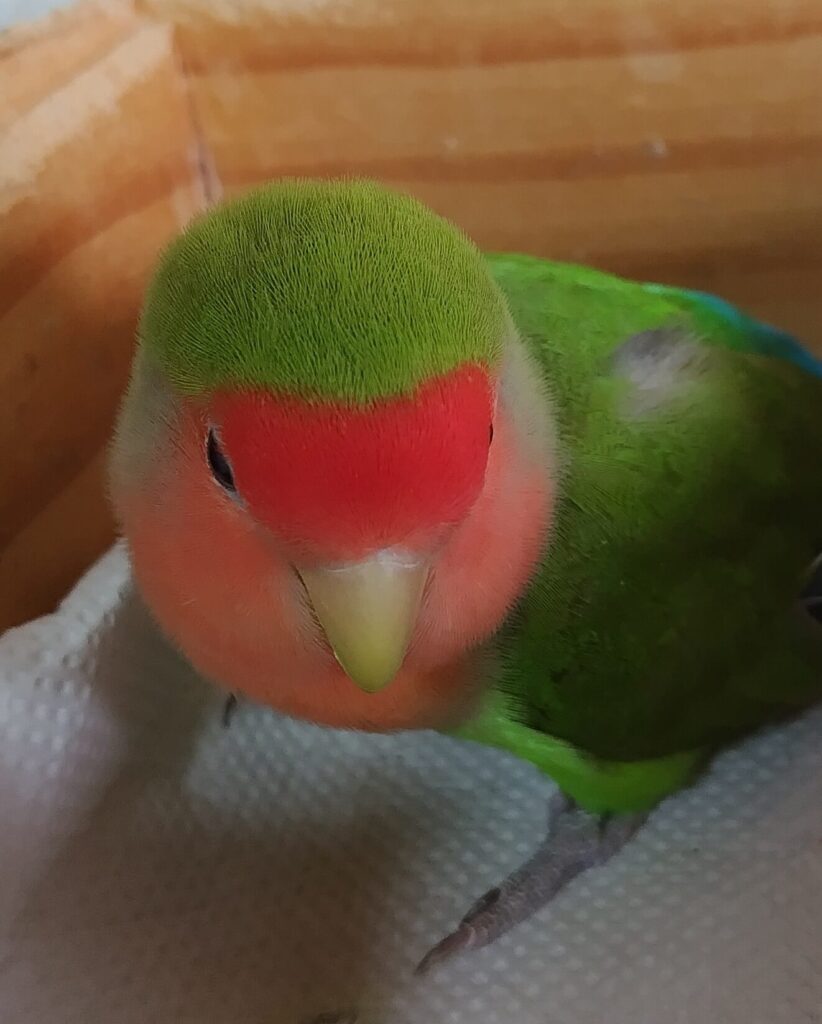 すだち