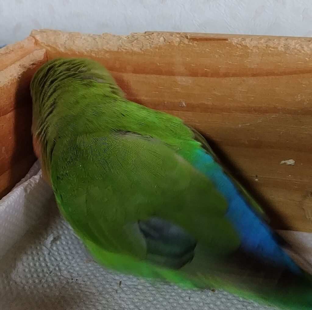 すだち