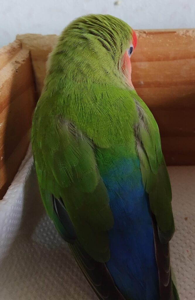 すだち