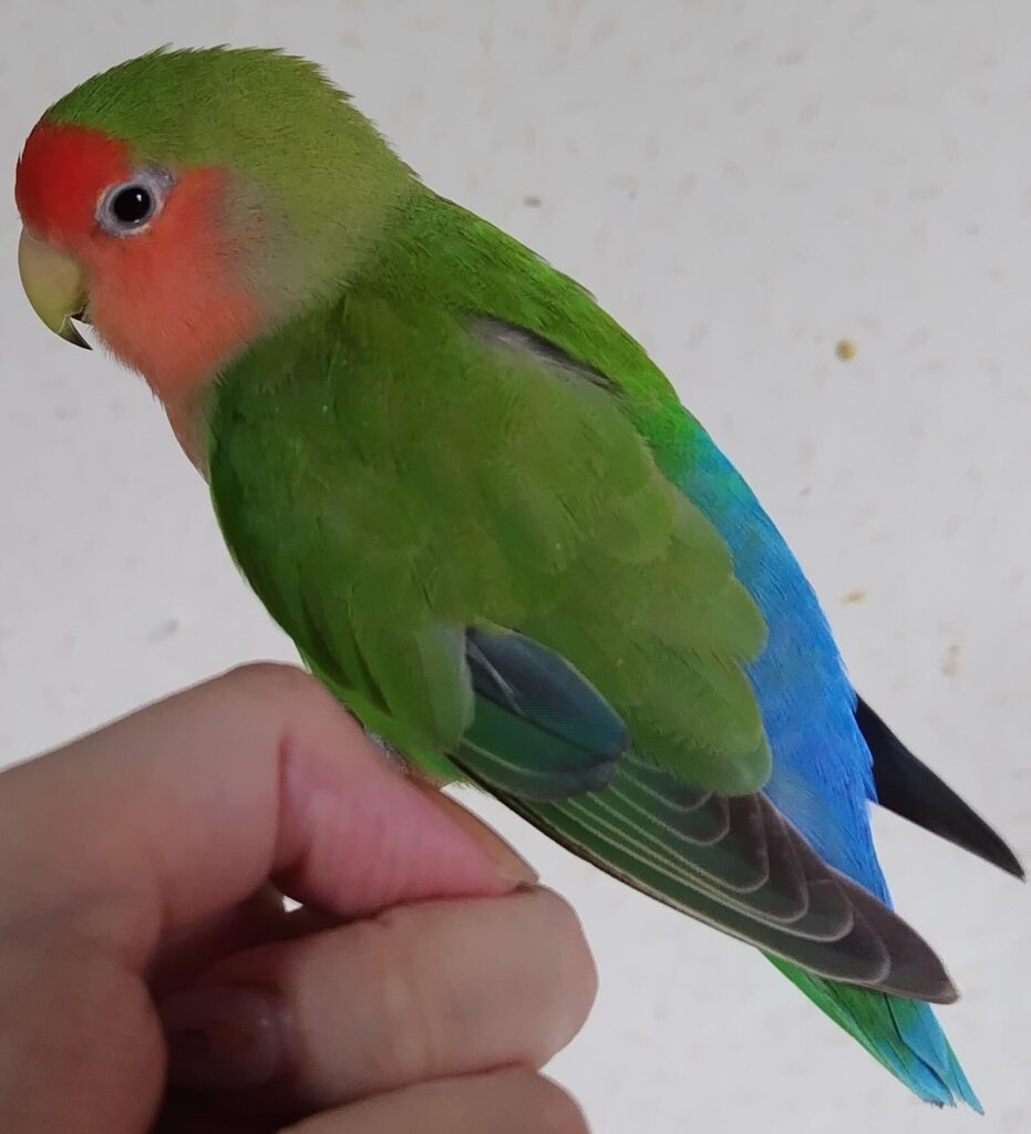 すだち