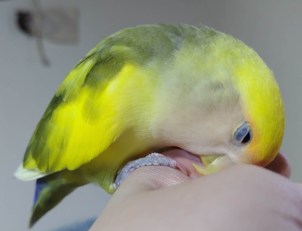 よもぎ