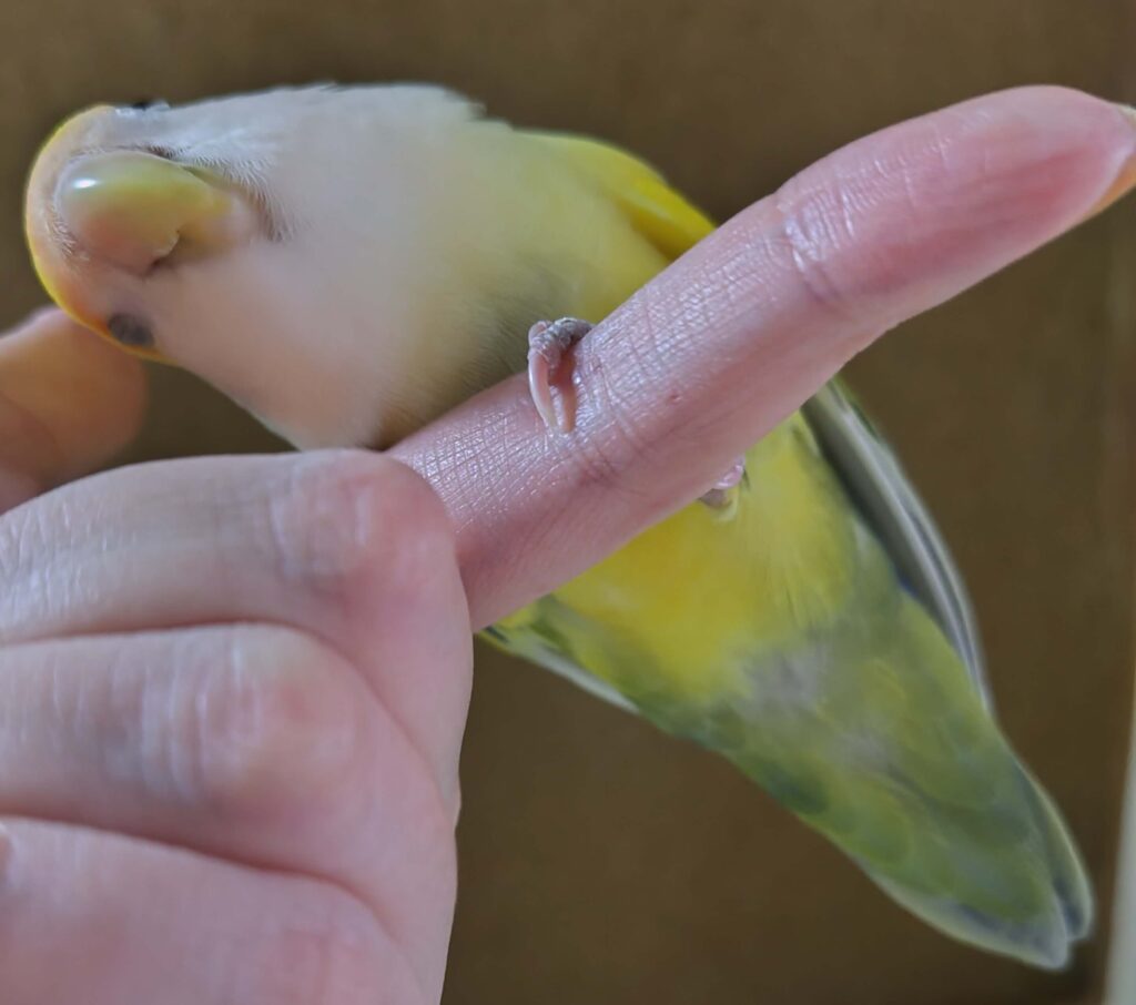 よもぎ