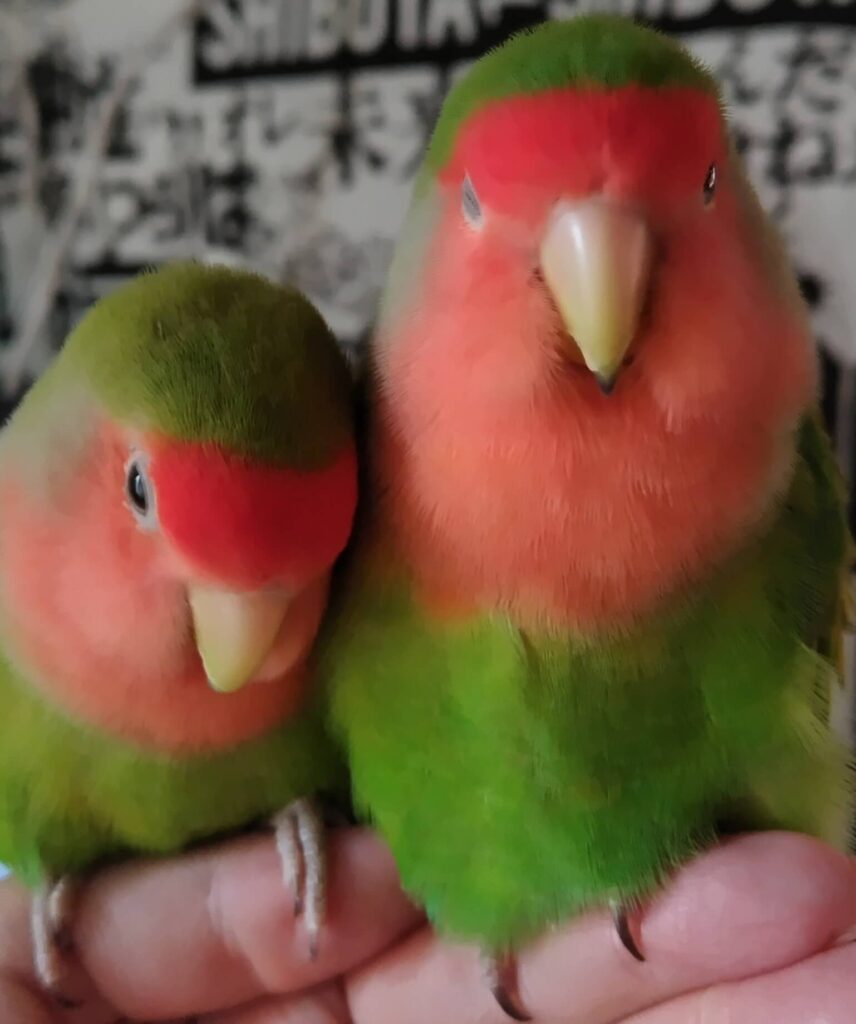 すだちとわさび