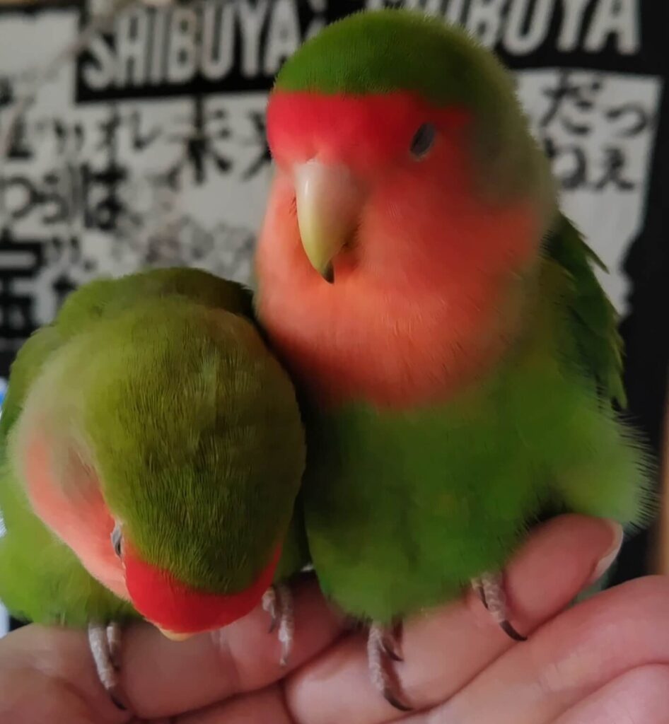 すだちとわさび