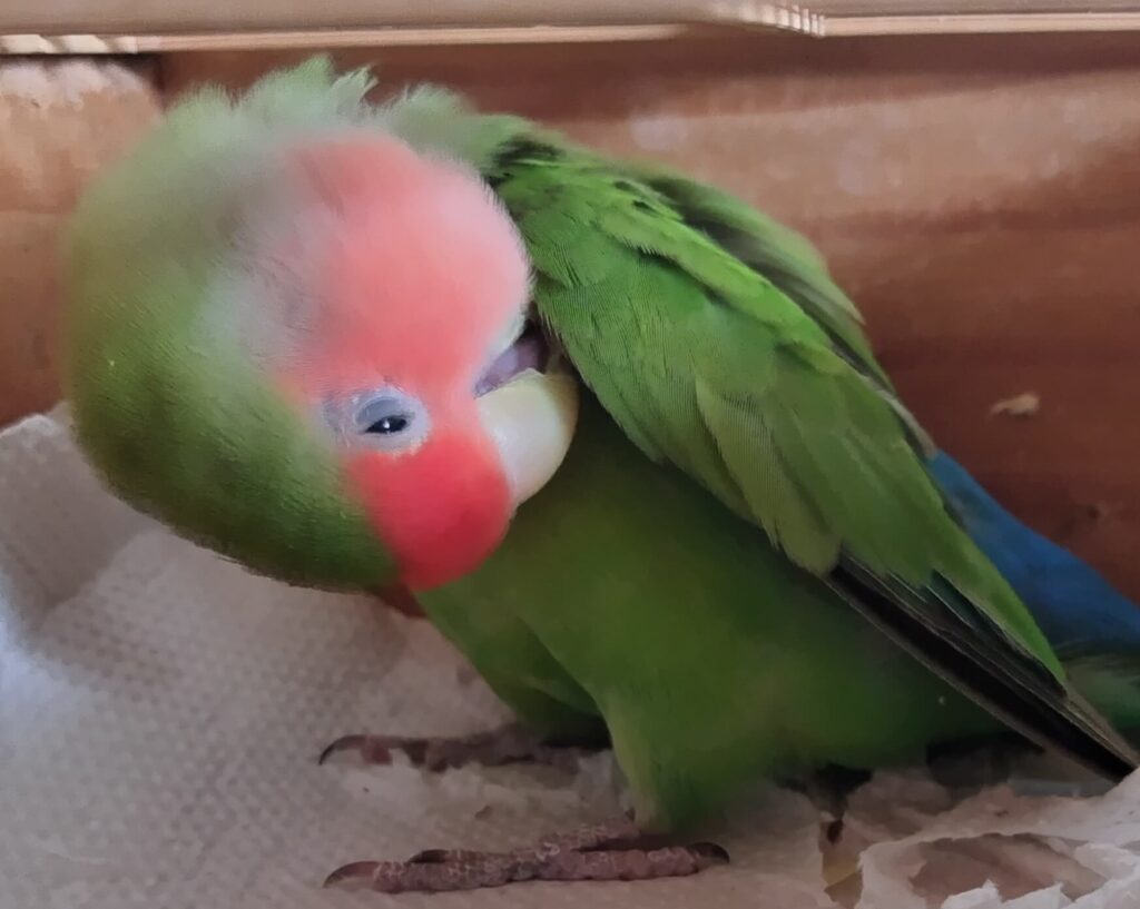 すだち