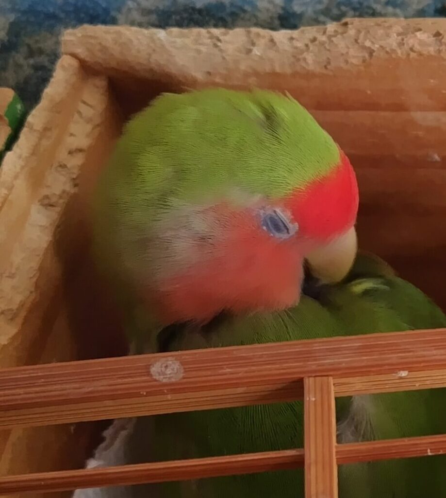 すだち