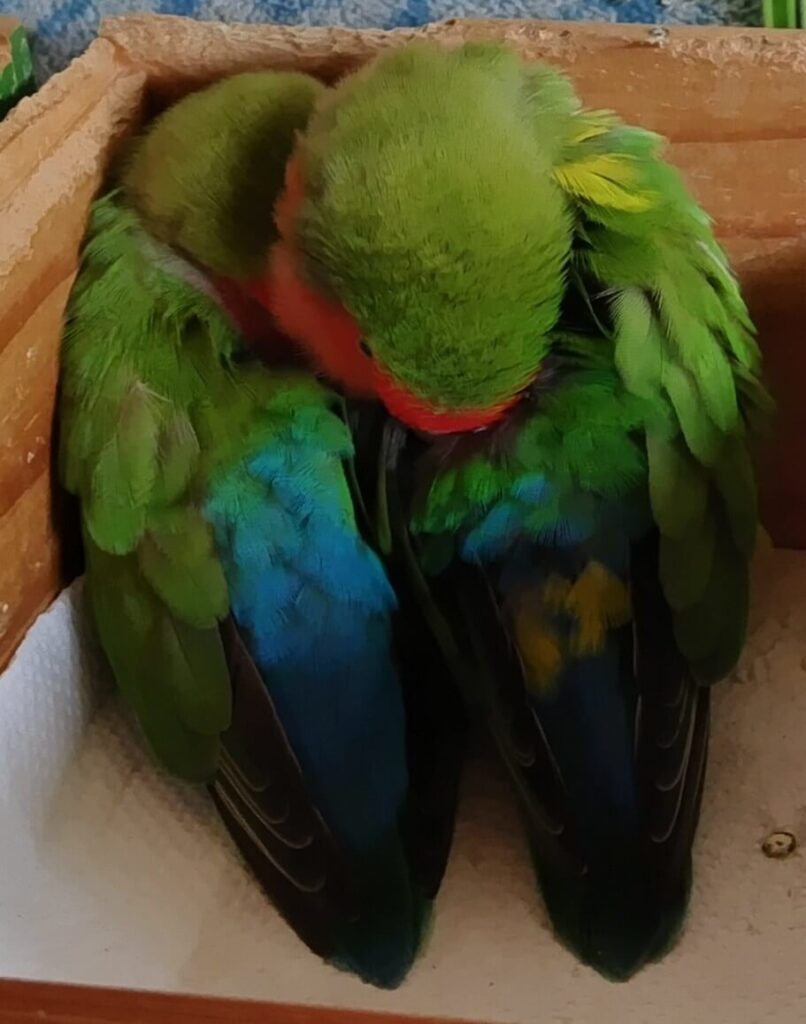 わさびとすだち