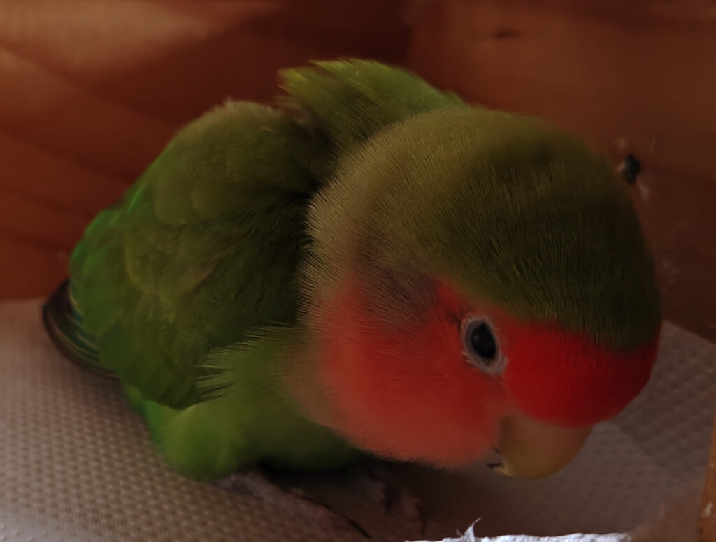 すだち