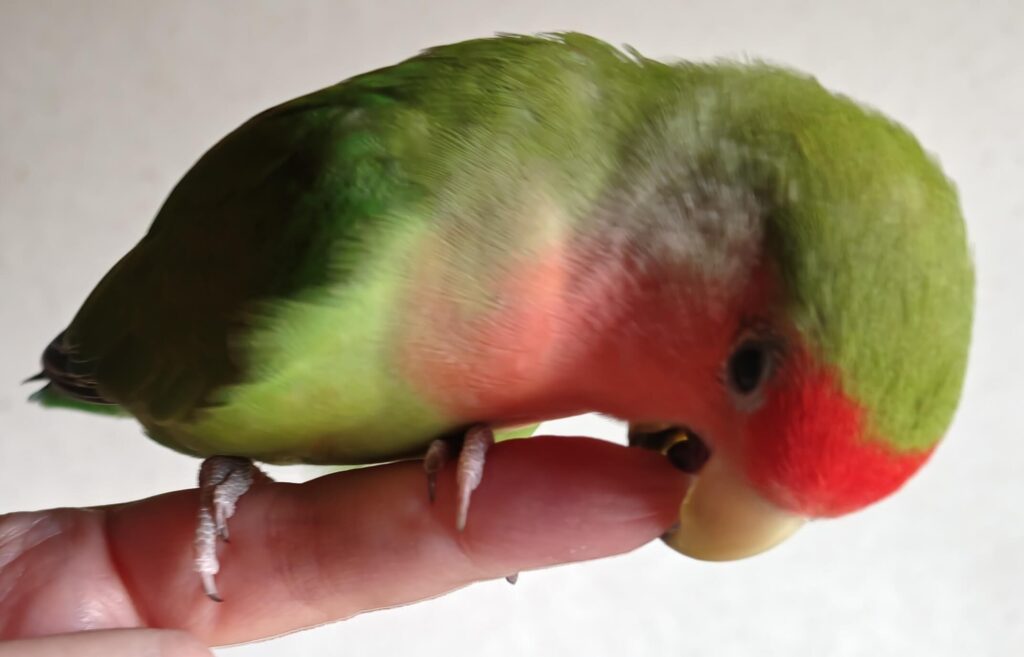 すだち