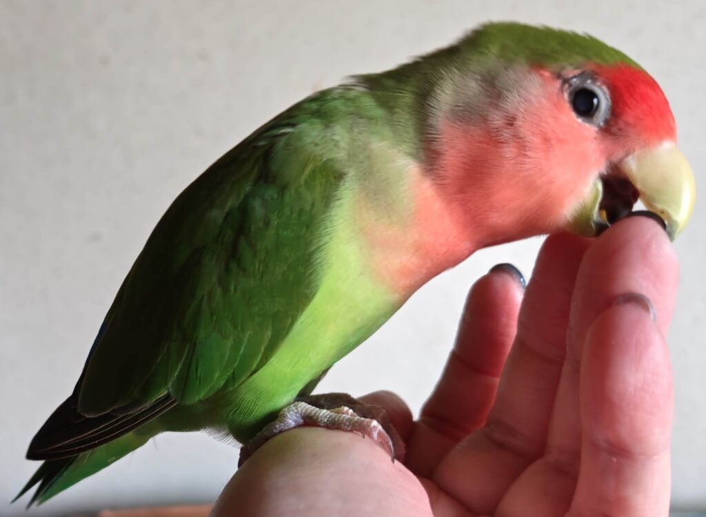 すだち