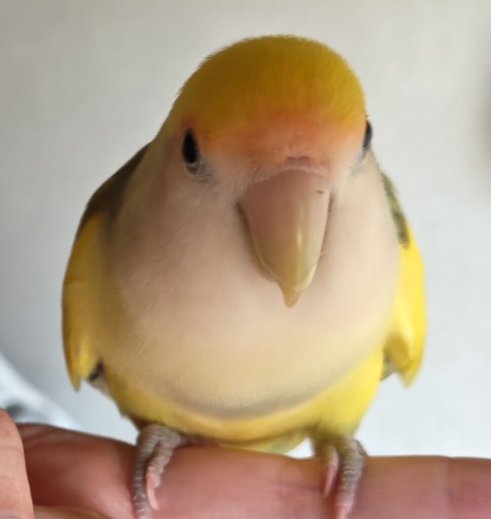 よもぎ