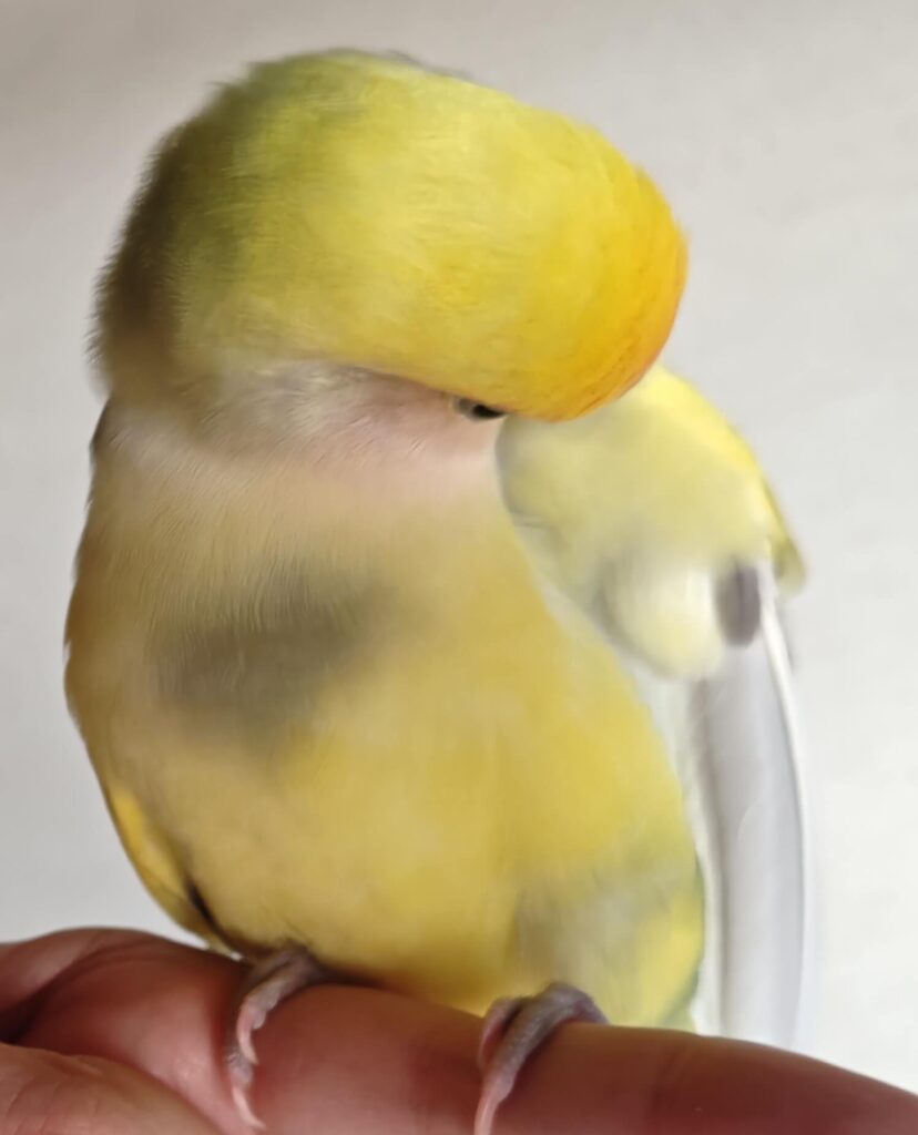 よもぎ