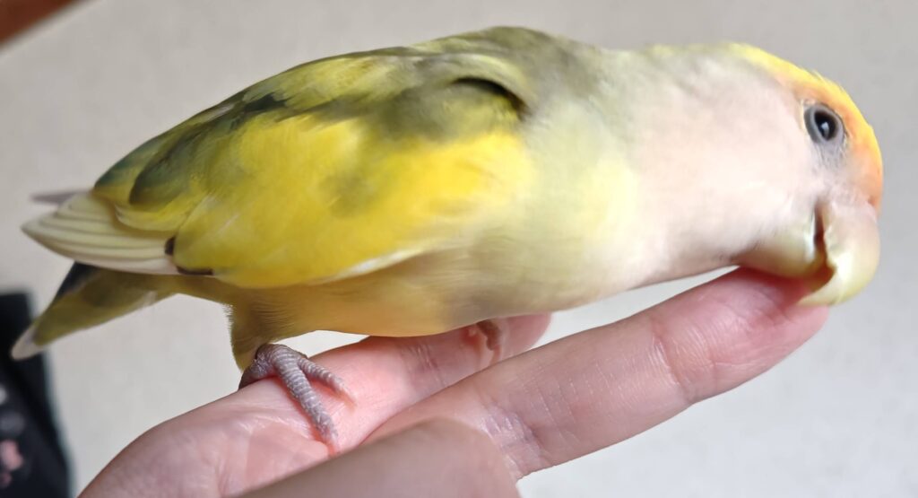 よもぎ