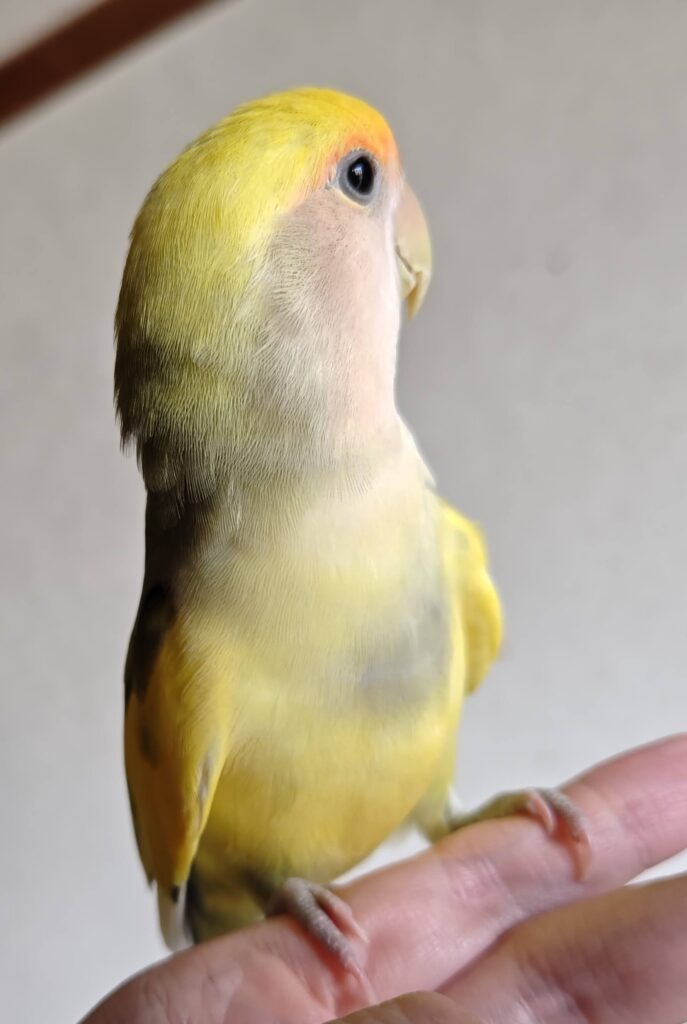 よもぎ
