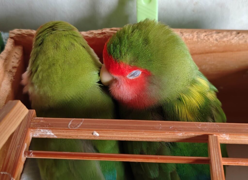 わさびとすだち