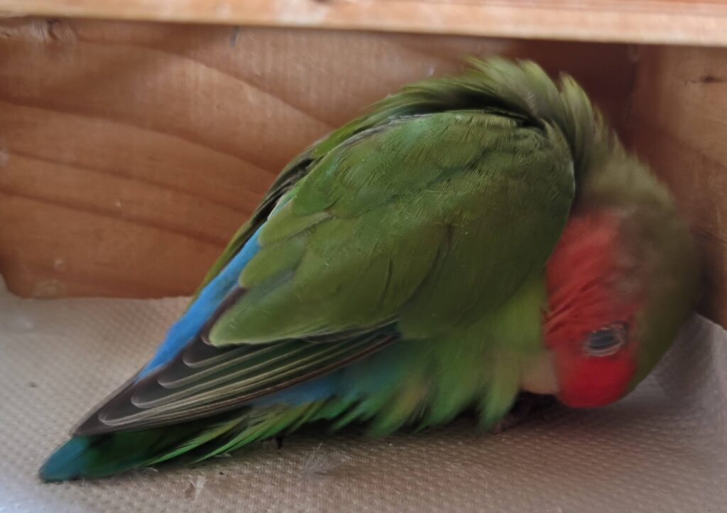 すだち