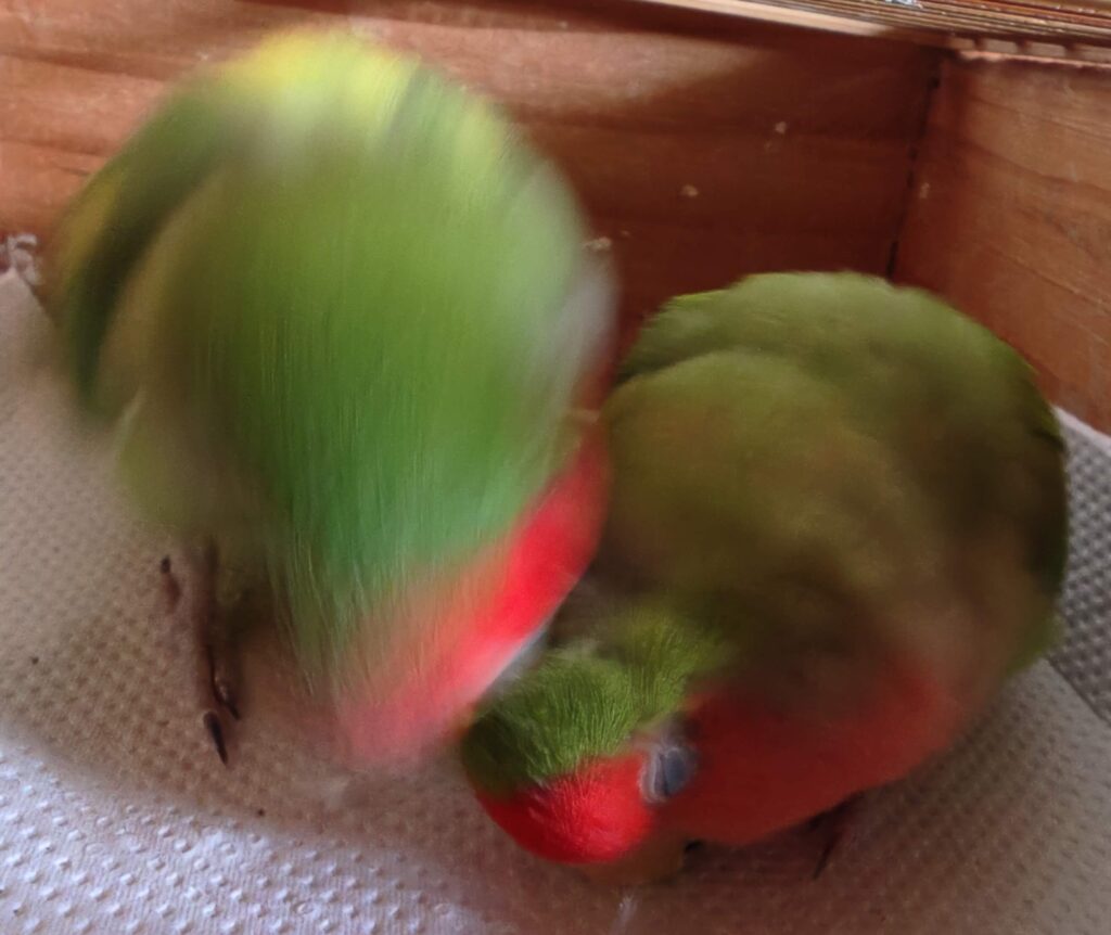 わさびとすだち