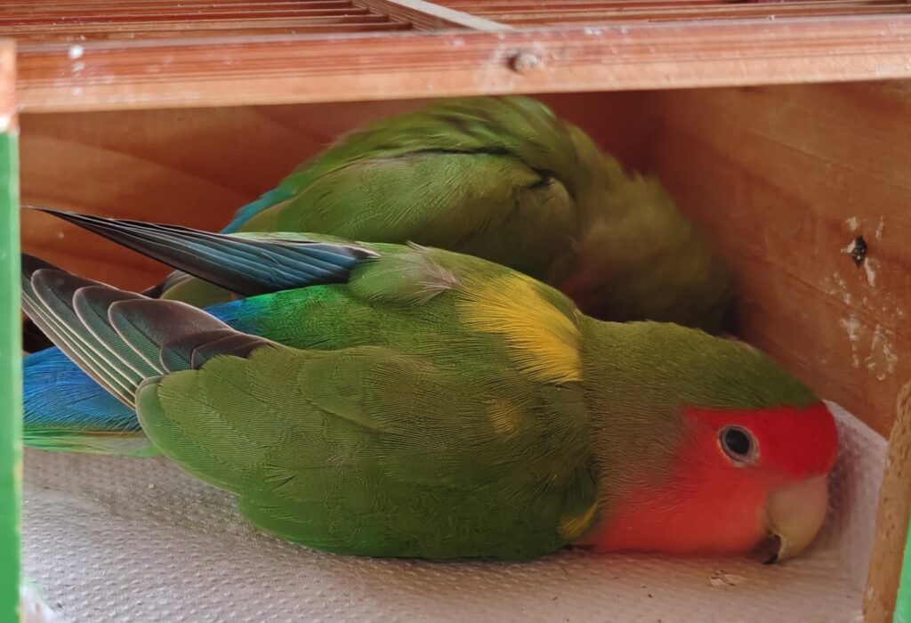 わさびとすだち