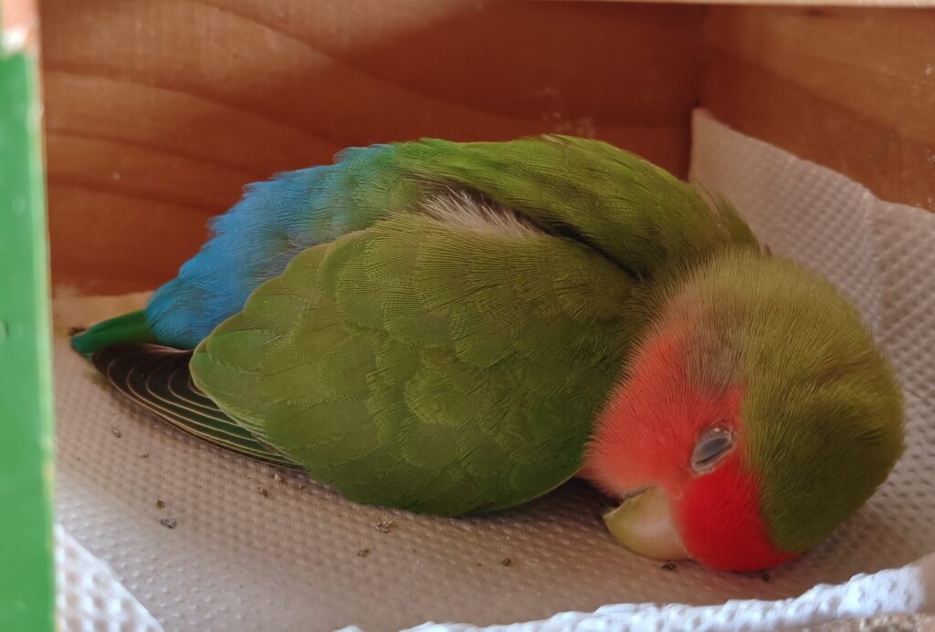 すだち