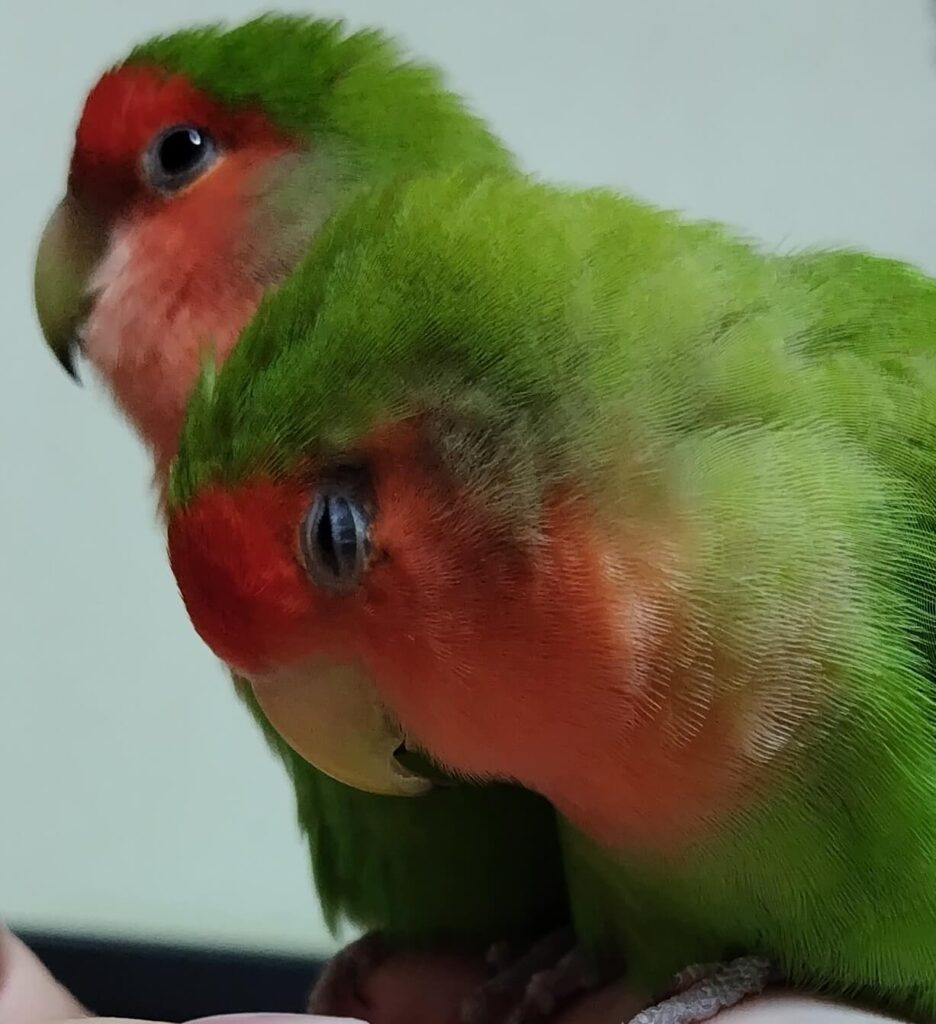 すだちとわさび