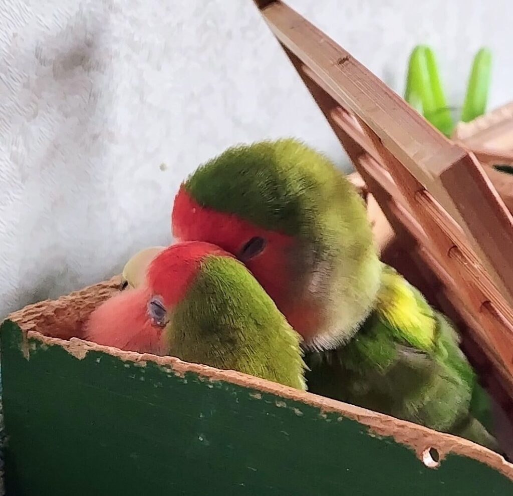 すだちとわさび