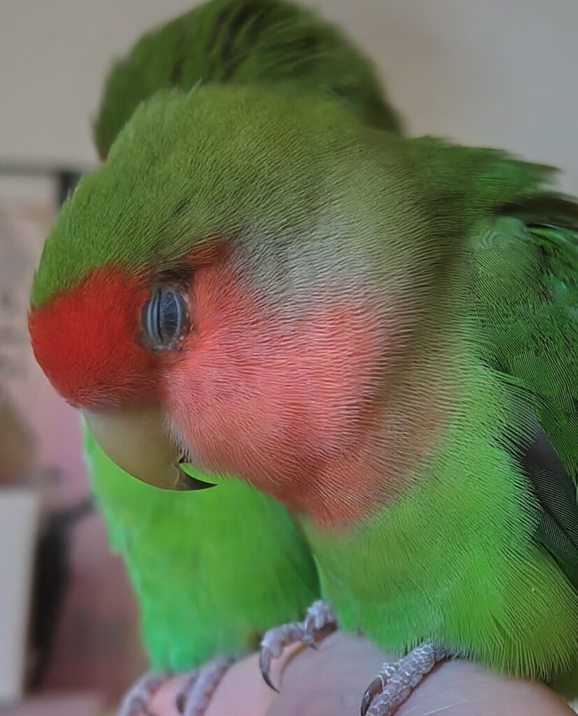 すだちとわさび