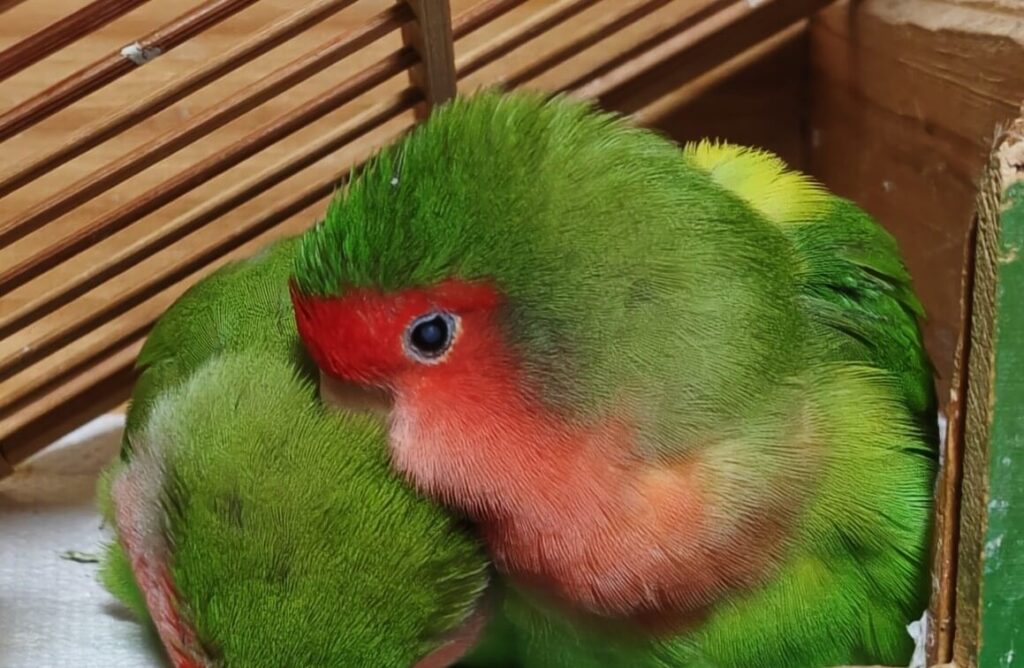 すだちとわさび