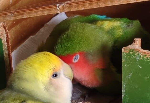 わさびとよもぎ