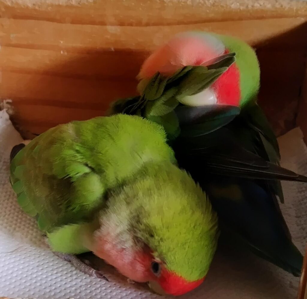 わさびとすだち