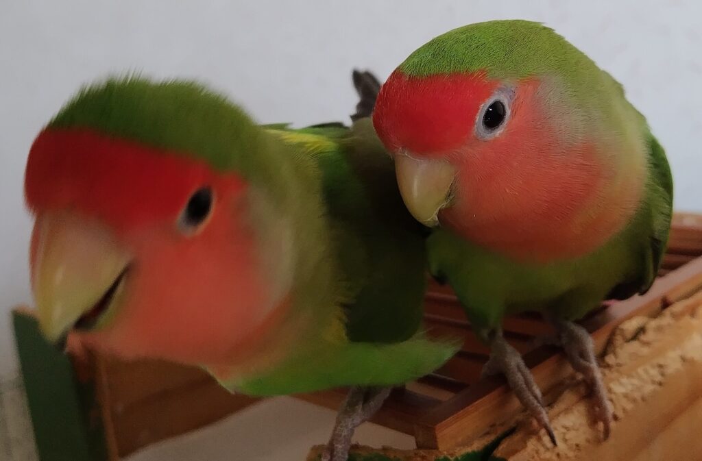 わさびとすだち