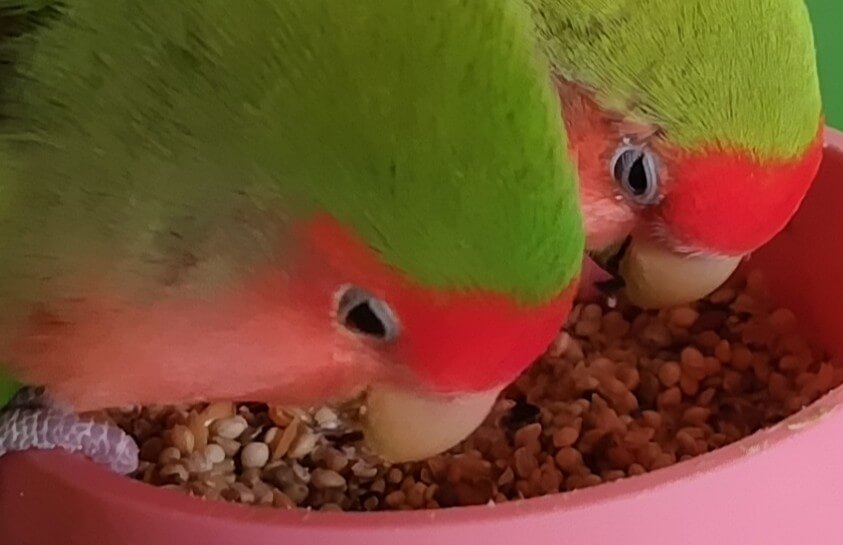 わさびとすだち