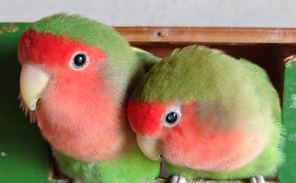 わさびとすだち