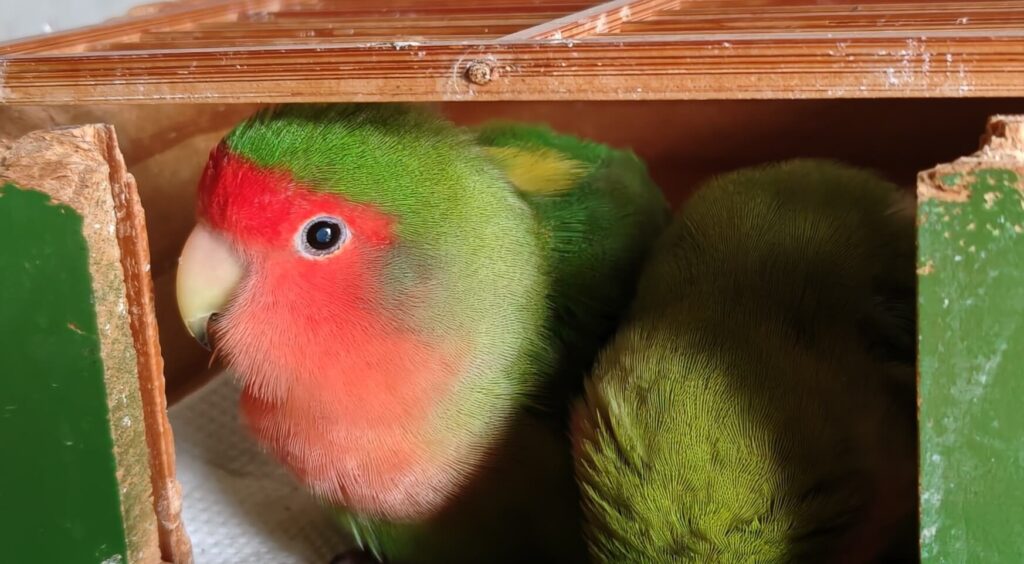 わさびとすだち